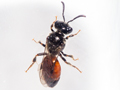 Sphecodes ephippius